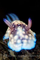 Nudibranch Portrait. Indonesia