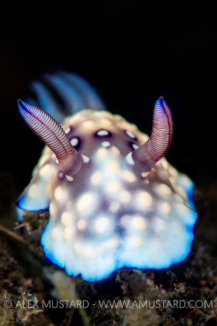 Nudibranch Portrait. Indonesia
