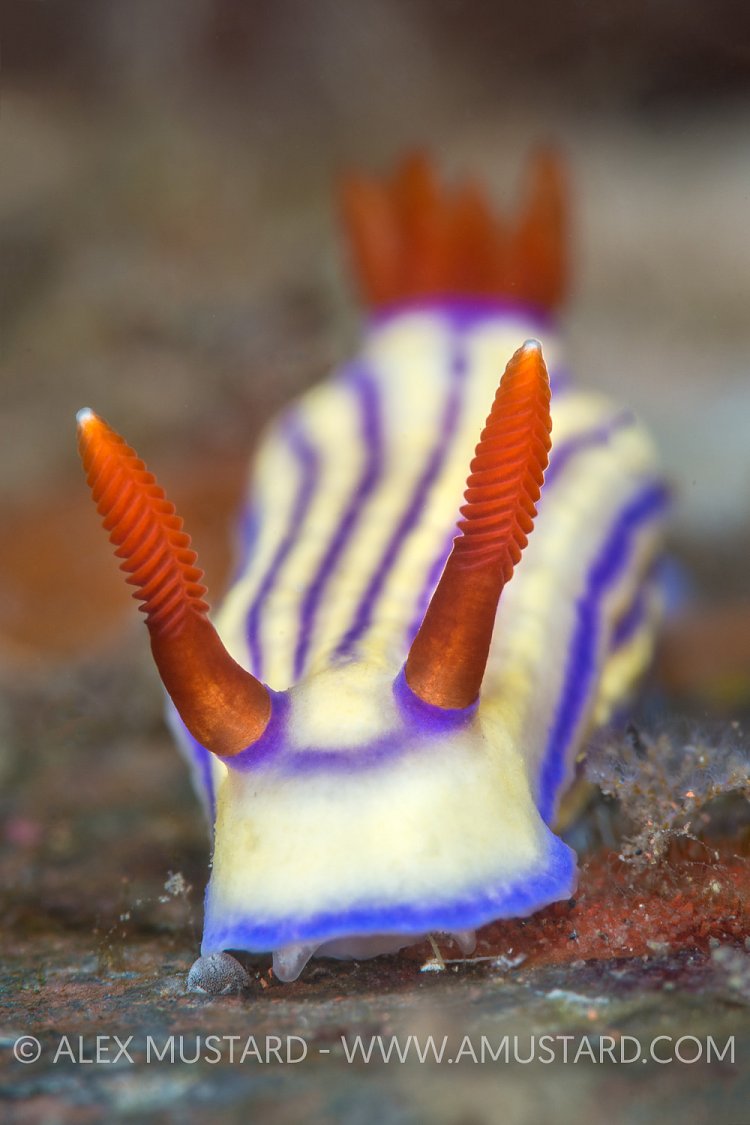 Nudibranch Portrait. Indonesia