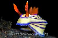 Nudibranch Portrait. Indonesia