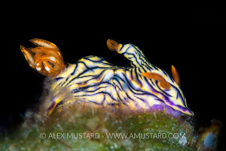 Deformed Nudi. Indonesia