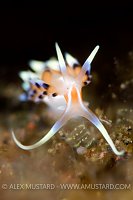 Nudibranch Portrait. Indonesia