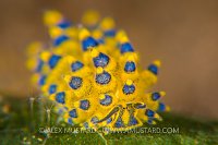 Costasiella Slug. Indonesia