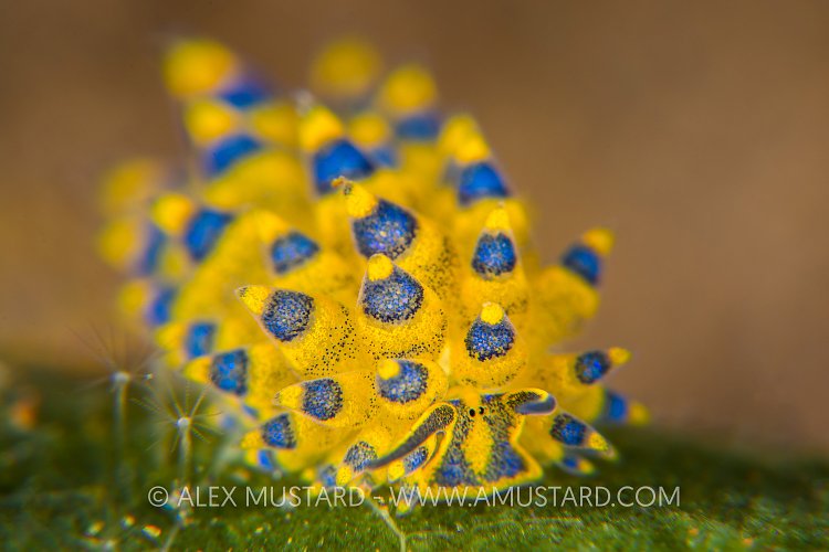 Costasiella Slug. Indonesia