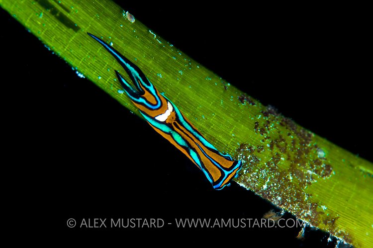 Slug On Grass. Cayman Islands.