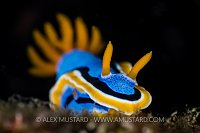 Nudibranch Portrait. Indonesia