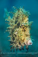 Filefish Portrait. Indonesia