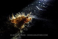 Ambon At Night. Indonesia