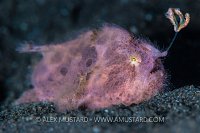 Fishing Frogfish. Indonesia