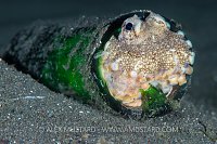 Bottled Octopus. Indonesia