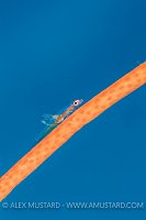 Goby With Parasite. Indonesia