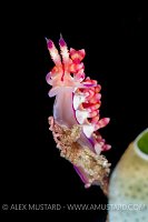 Nudi Portrait. Indonesia