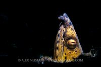 Snake Eel Snoot. Indonesia