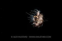 Hairy Frogfish Portrait. Indonesia