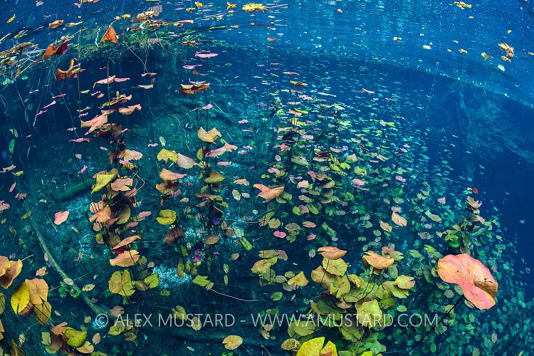 Lillies In Sink Hole Lake. Mexico