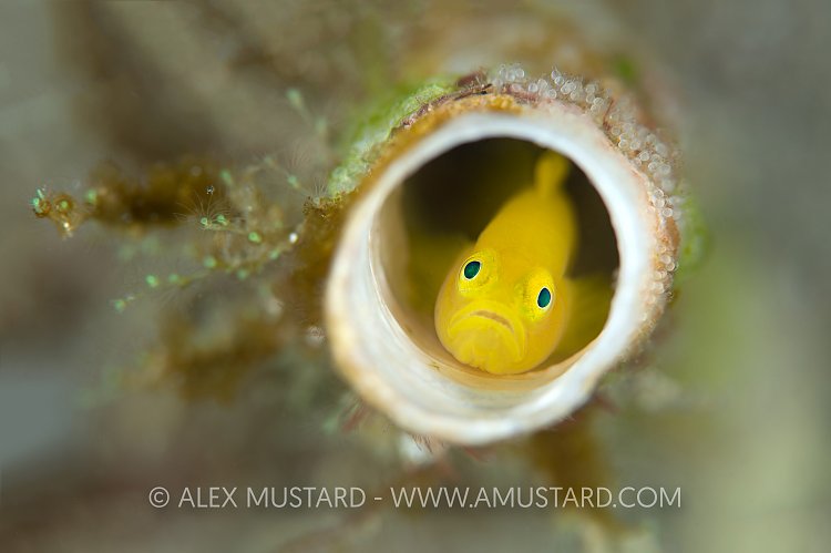 Guarding Eggs. Philippines