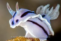 Nudi Portrait. Philippines