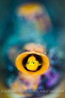 Peeking Goby. Philippines
