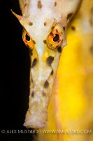Seahorse face
