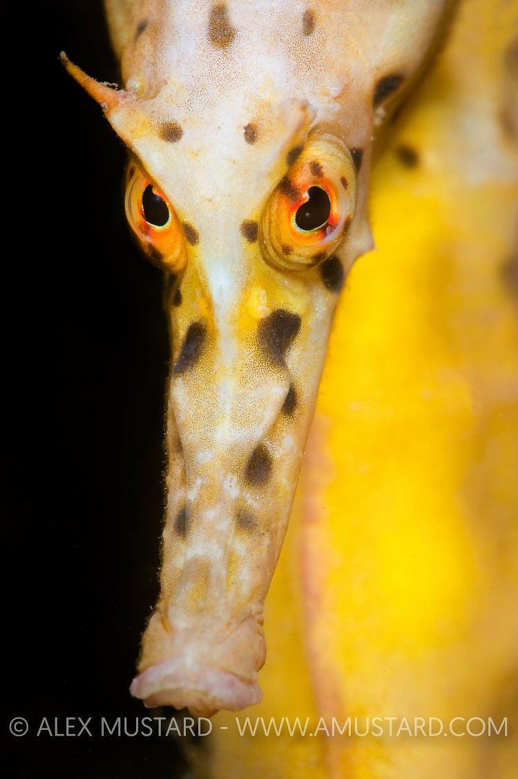 Seahorse face