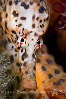 Pot bellied seahorse portrait