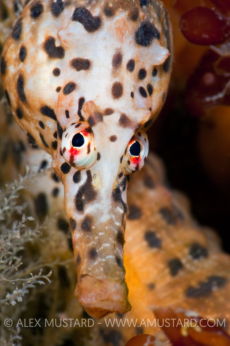 Pot bellied seahorse portrait