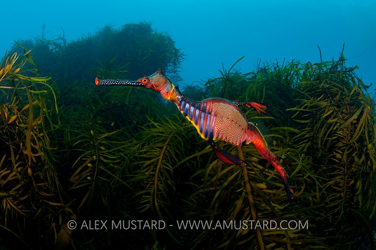 Weedy seadraon. Tasmania.