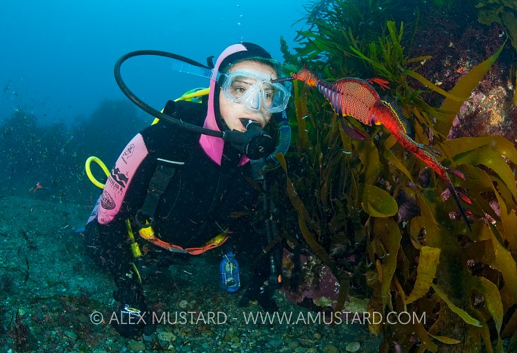 A diver meets a weedy seadragon, Tasmania, Australia.