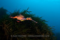 Weedy seadragon, Tasmania, Australia.