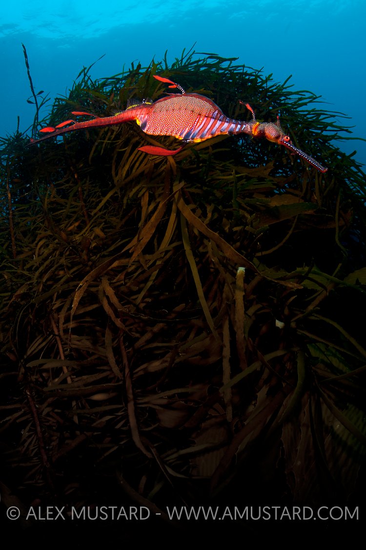 Weedy seadragon, Tasmania, Australia.