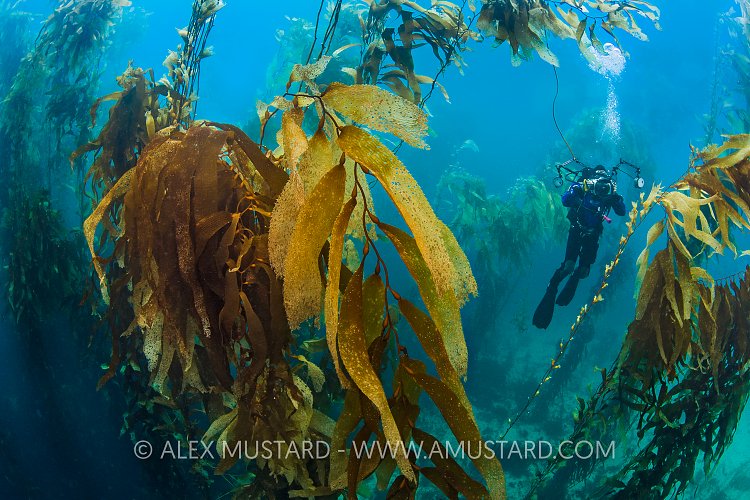 Diver in giant kelp forest, Tasmania, Australia