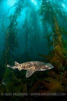 Draughtsboard shark in giant kelp forest