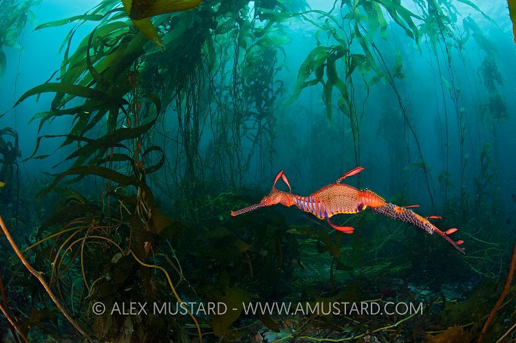 Weedy seadragon in giant kelp forest. Tasmania.