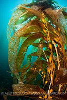 Giant kelp detail (Macrocystis pyrifera), Tasmania, Australia