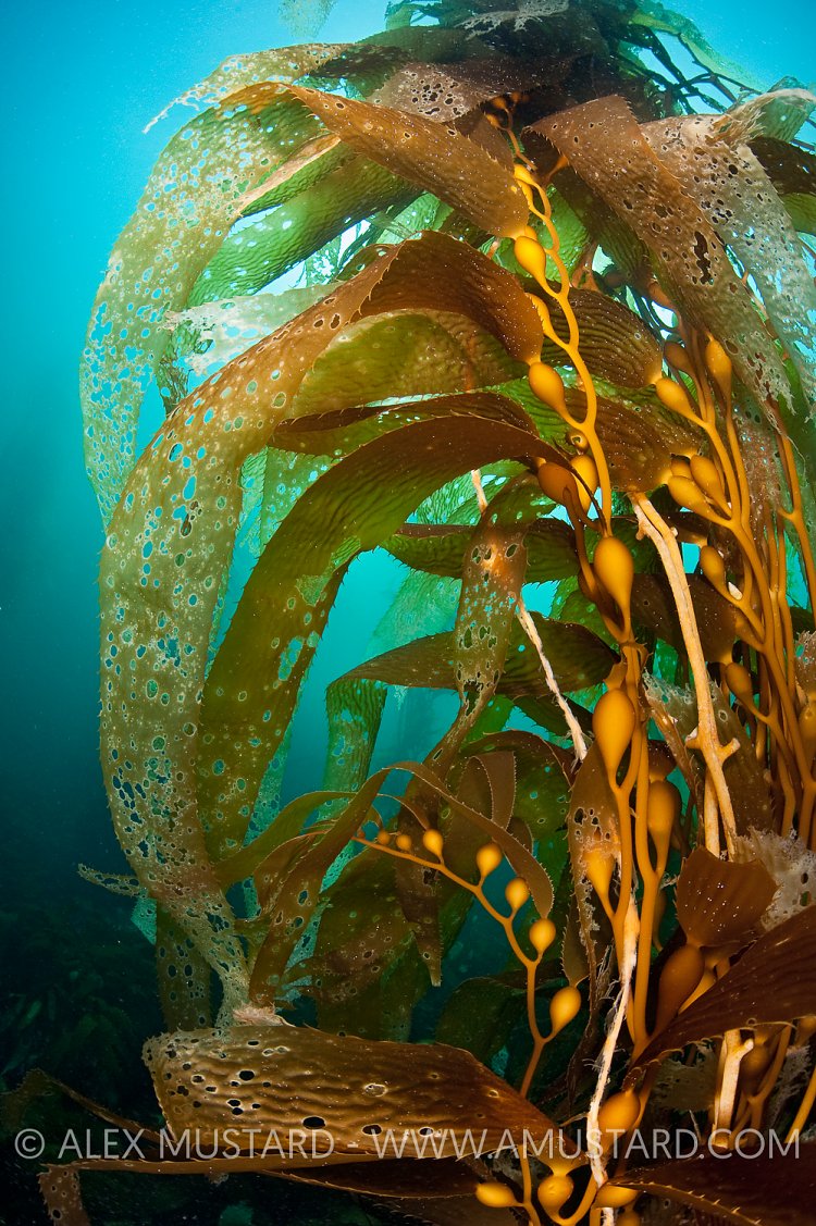 Giant kelp detail (Macrocystis pyrifera), Tasmania, Australia
