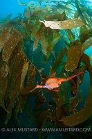 Weedy seadragon in giant kelp forest. Tasmania, Australia.