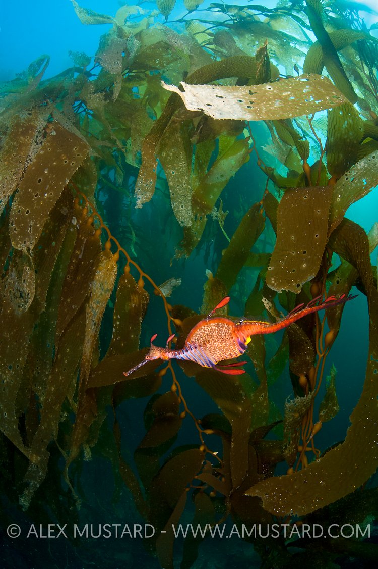 Weedy seadragon in giant kelp forest. Tasmania, Australia.