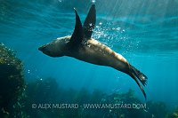 Fur Seal Dance. Tasmanian, Australia.