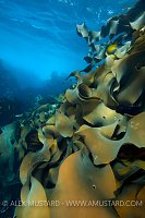 Bull Kelp Fronds. Australia