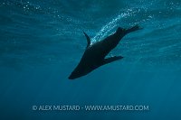 New Zealand Fur Seal (Arctocephalus forsteri) silhouette.