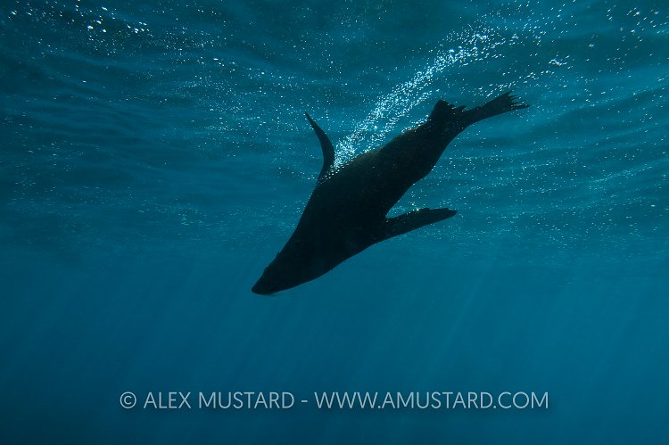 New Zealand Fur Seal (Arctocephalus forsteri) silhouette.