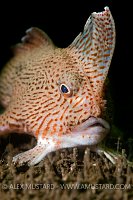 Spotted handfish (Brachionichthys hirsutus)