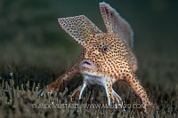 Spotted handfish (Brachionichthys hirsutus) portrait, Derwent River estuary, Hobart, Tasmania, Australia