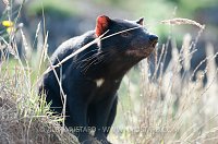 Tasmanian devil (Sarcophilus harrisii)