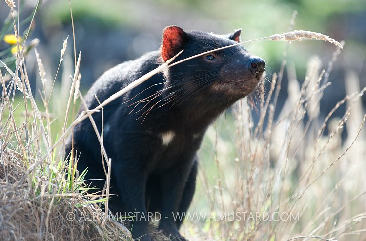 Tasmanian devil (Sarcophilus harrisii)