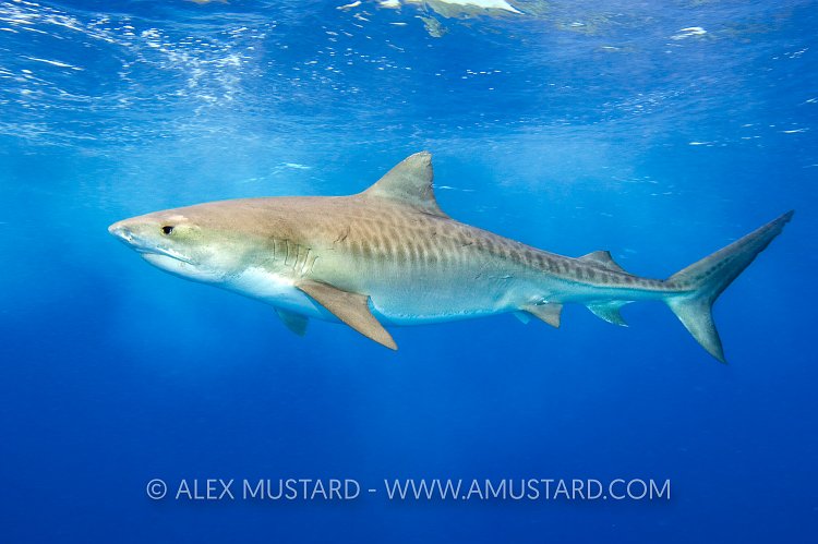 Tiger shark in open water