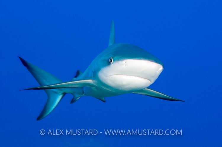 Portait of a Caribbean reef shark