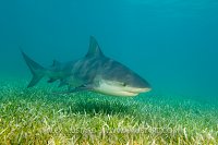 Bull shark over seagrass