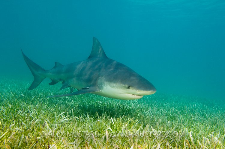 Bull shark over seagrass