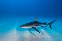 Reef Shark Over Sand. Bahamas